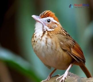Puffthroated Babbler Chatty Companion in Dense Foliage Nepal Desk
